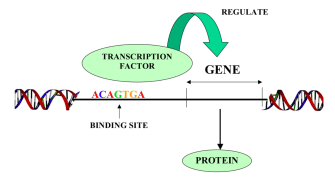 Screen Shot 2015-08-26 at 8.27.55 AM