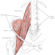 iliopsoas