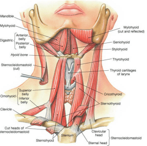 Screen Shot 2016-08-14 at 1.28.06 PM